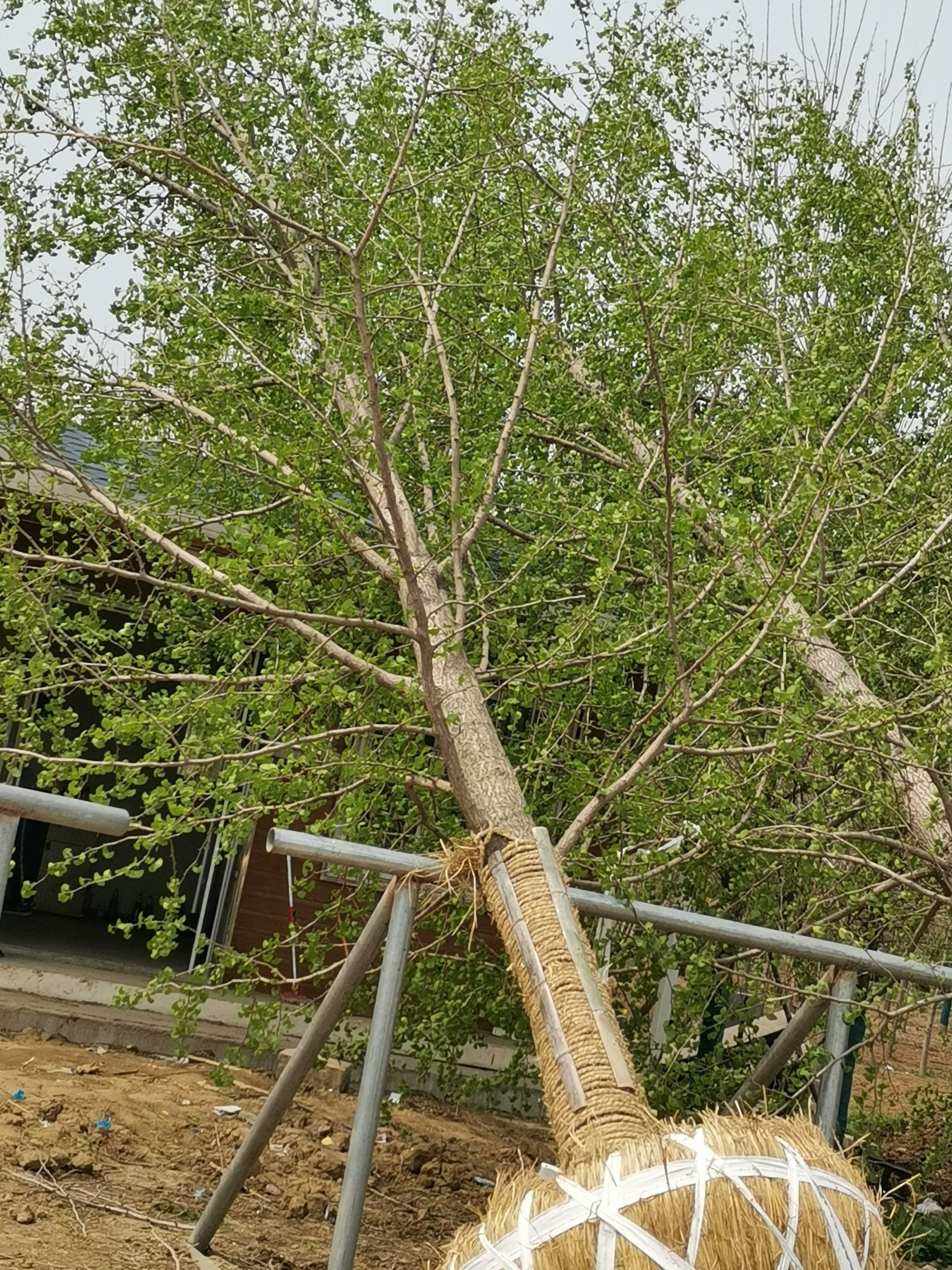 银杏图片