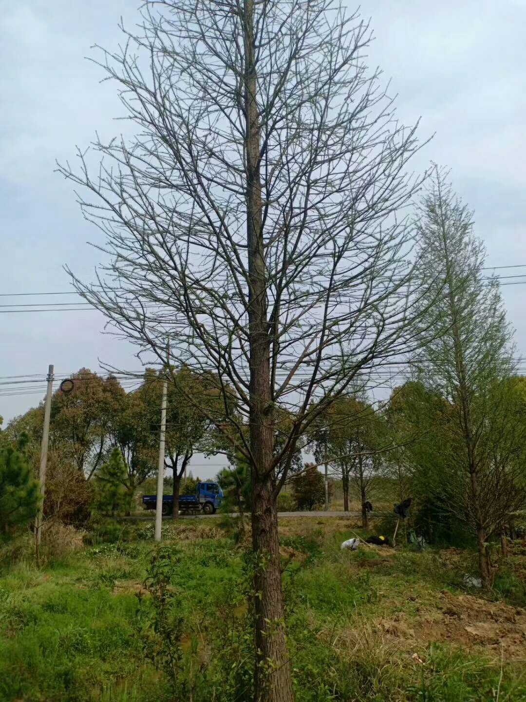 水杉图片