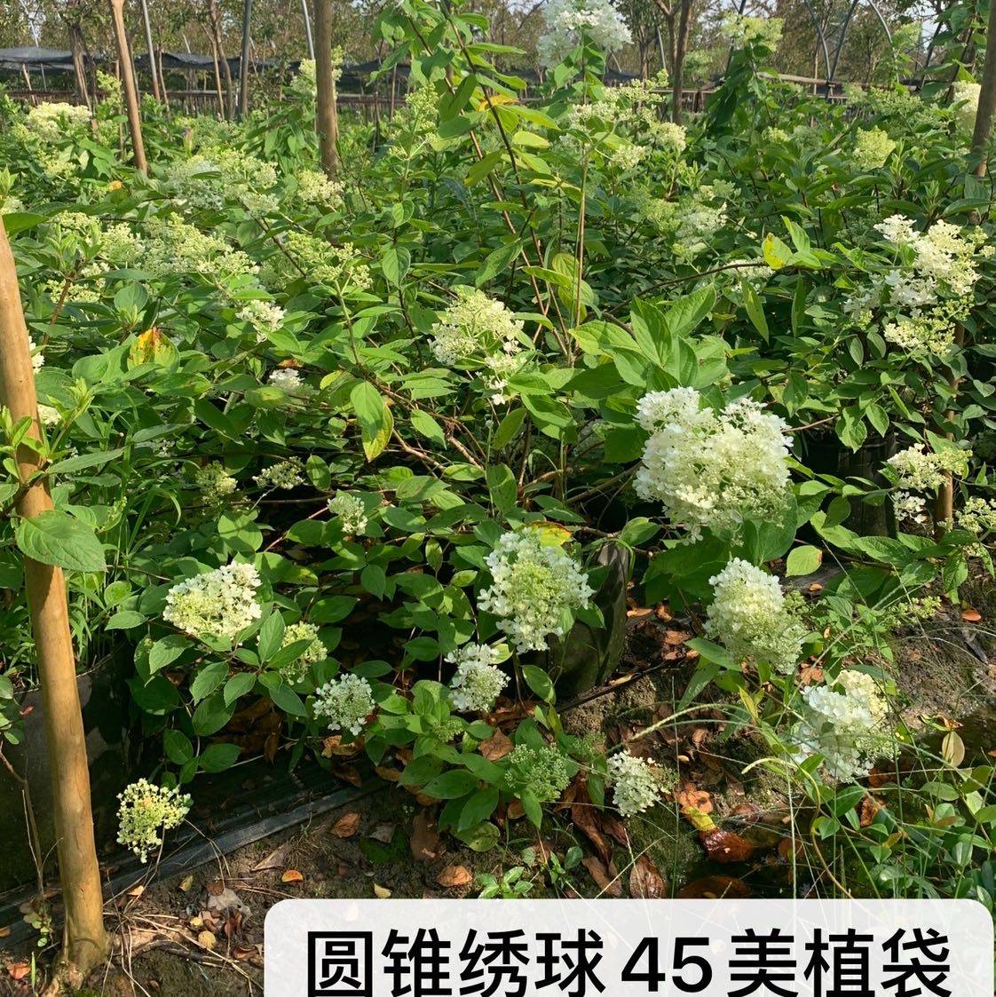 圆锥绣球(香草草莓)