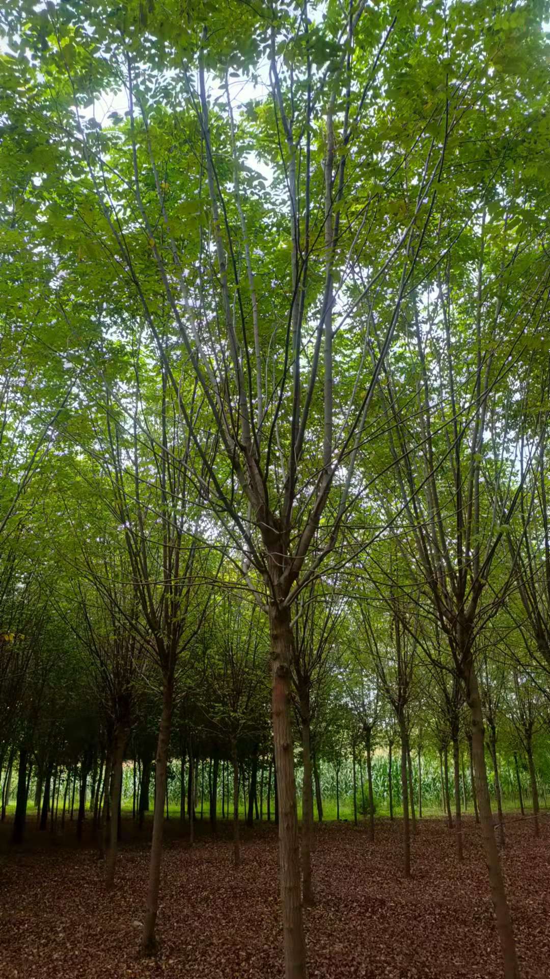 香花槐图片