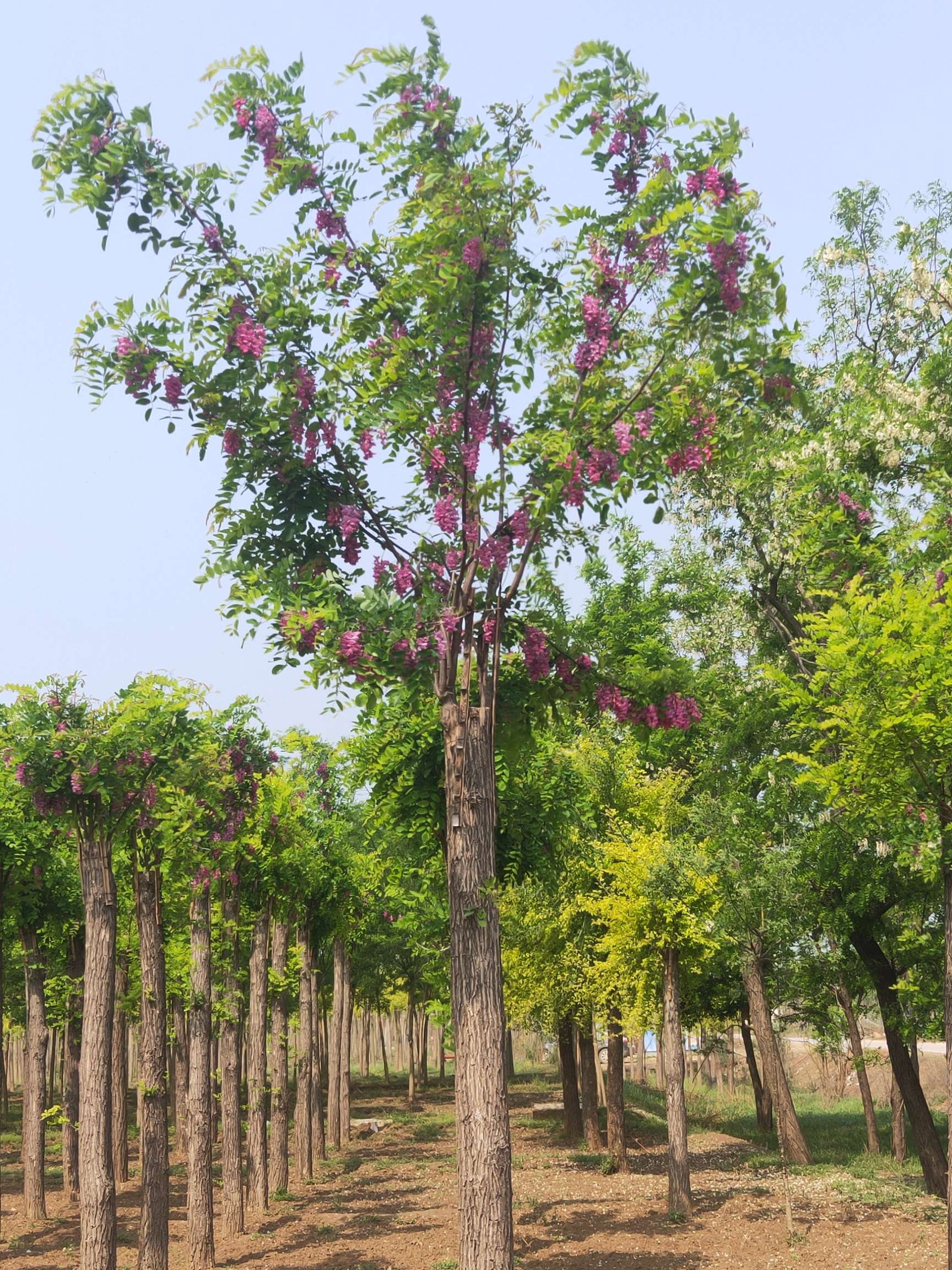 香花槐图片