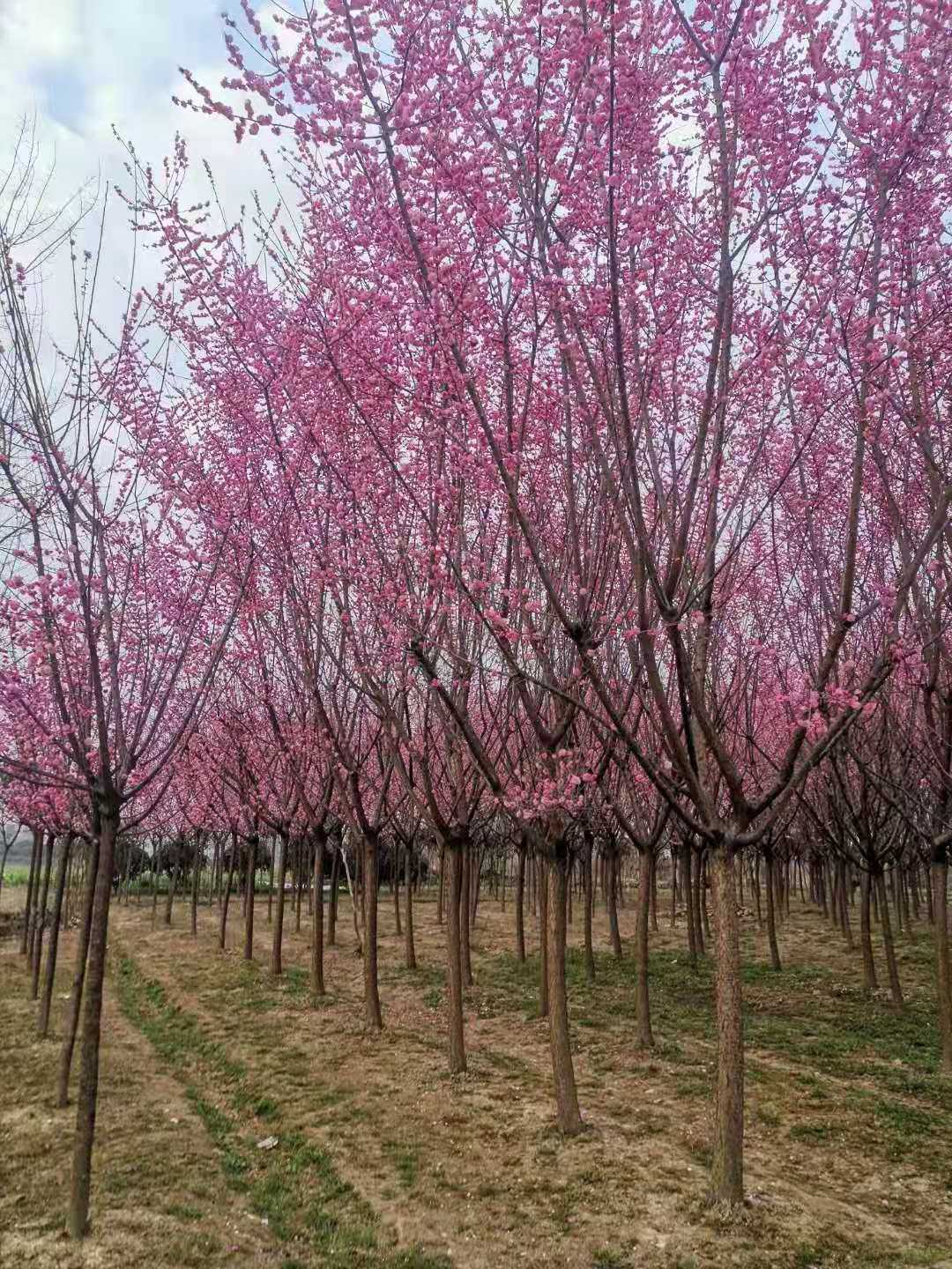 梅花图片