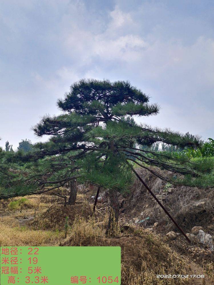 油松图片