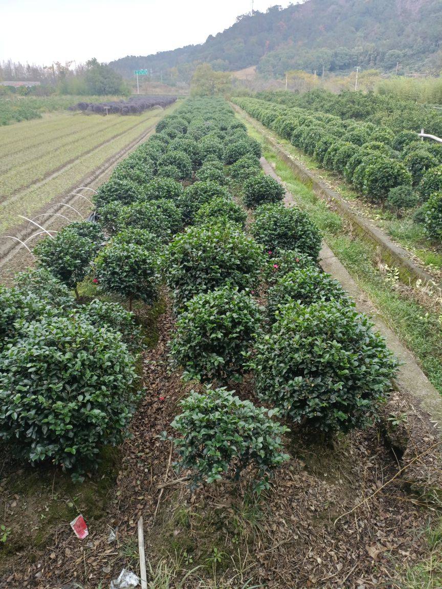 茶梅图片