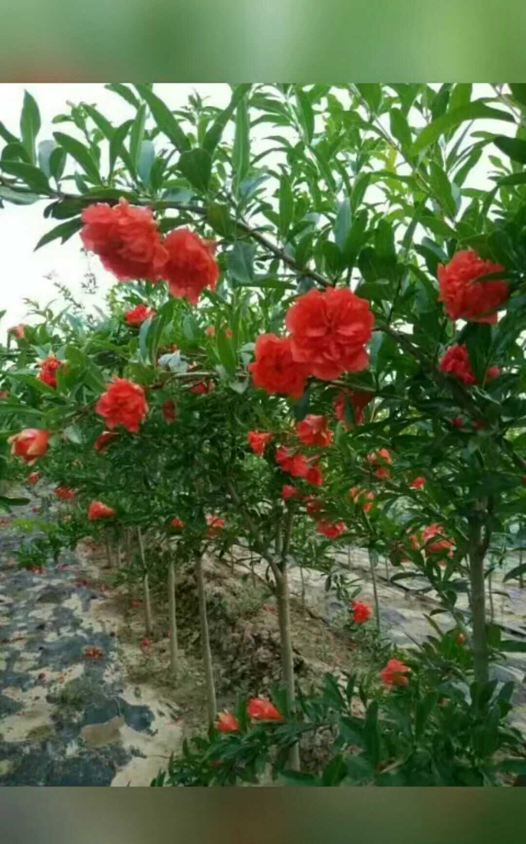 花石榴图片