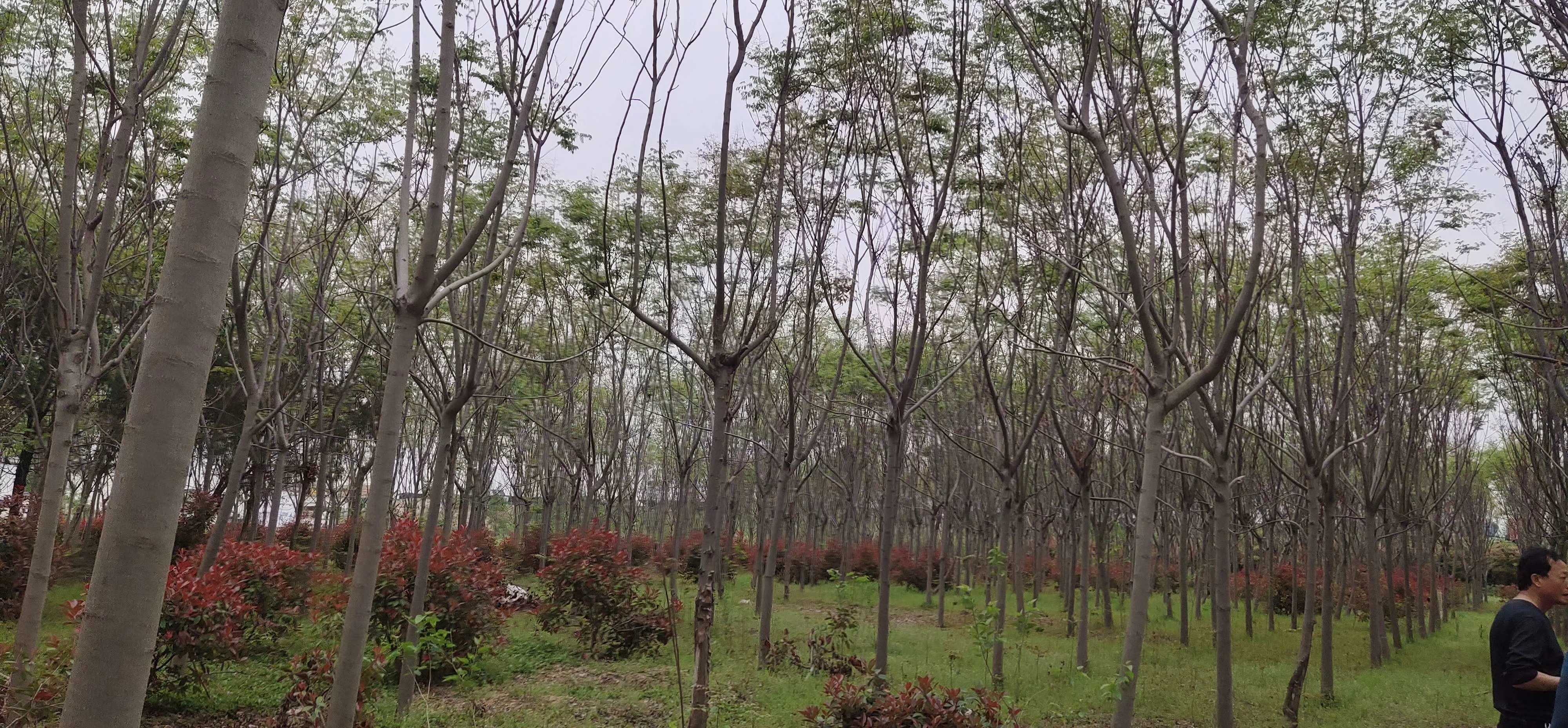 黄山栾树图片