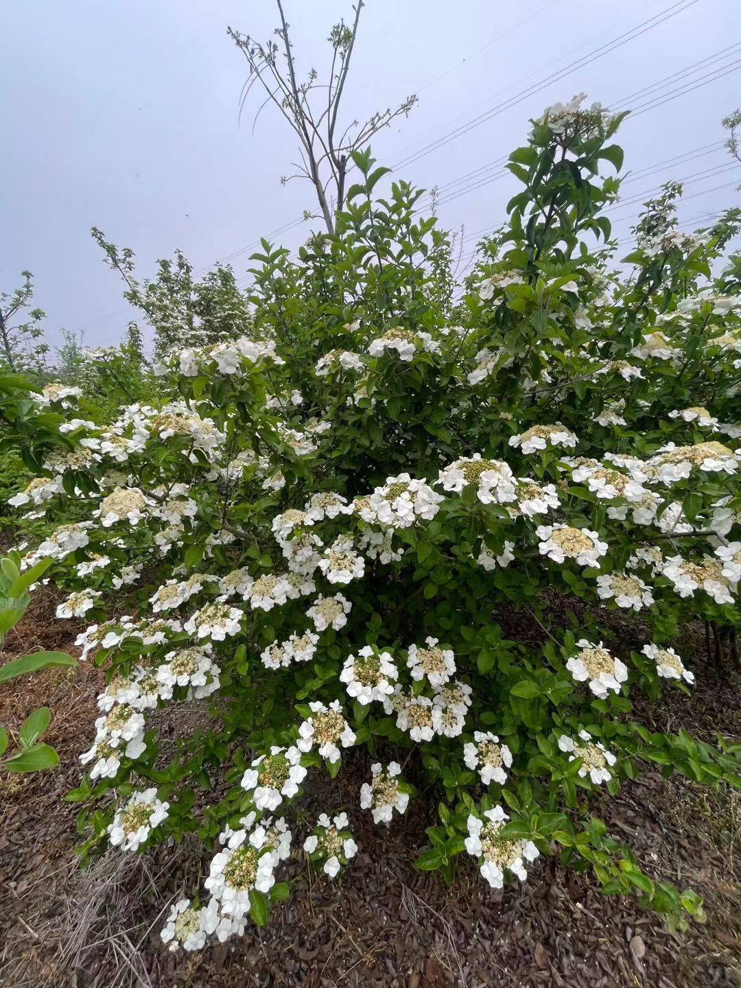 琼花图片