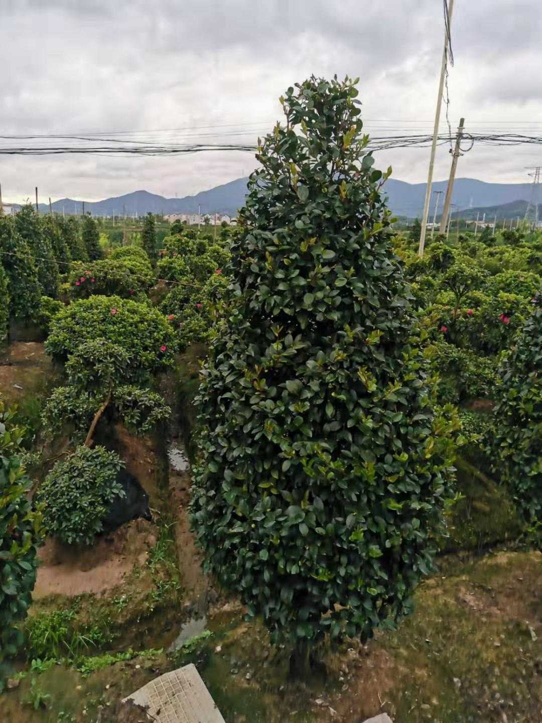 茶梅图片