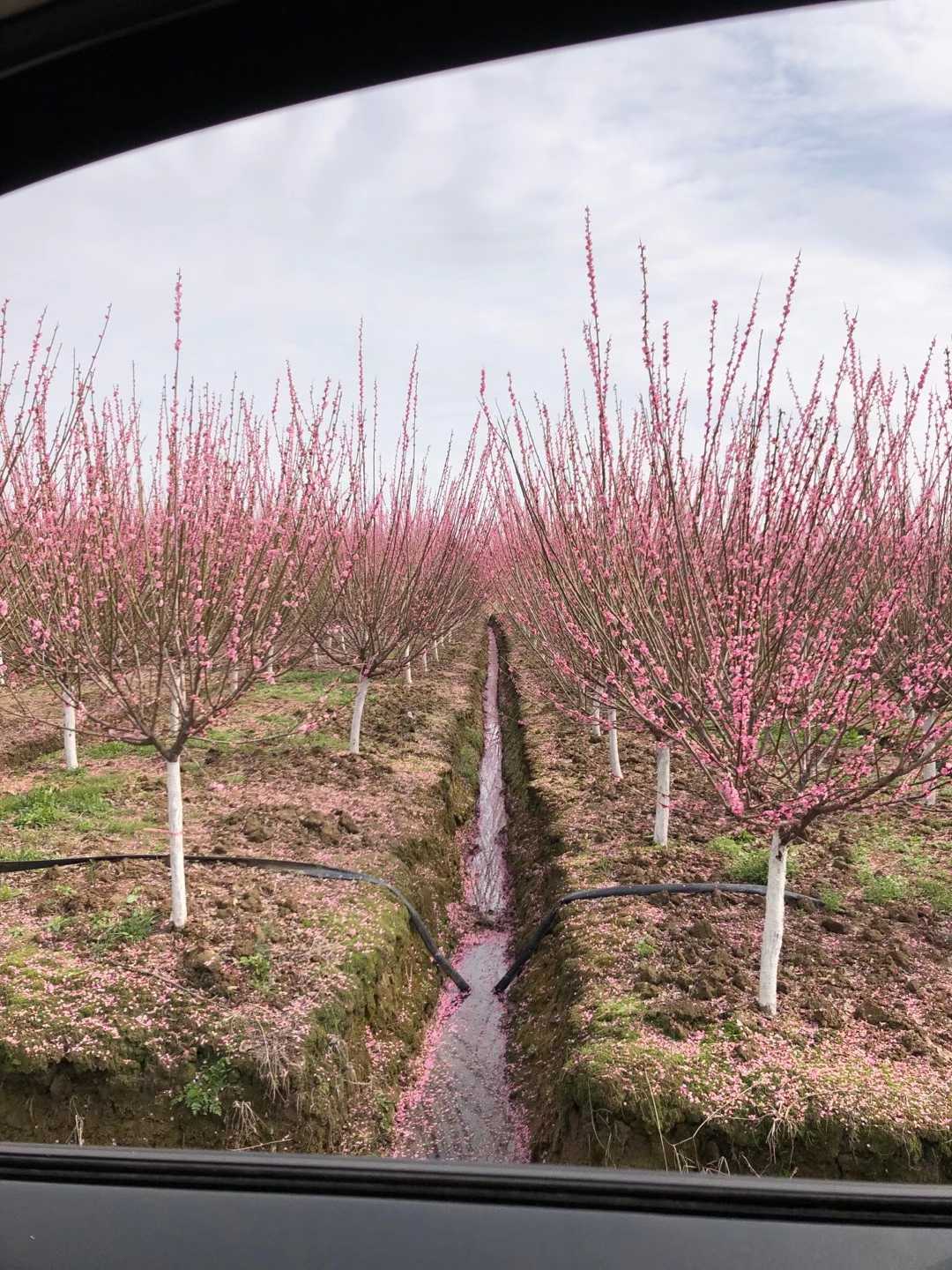 红梅图片