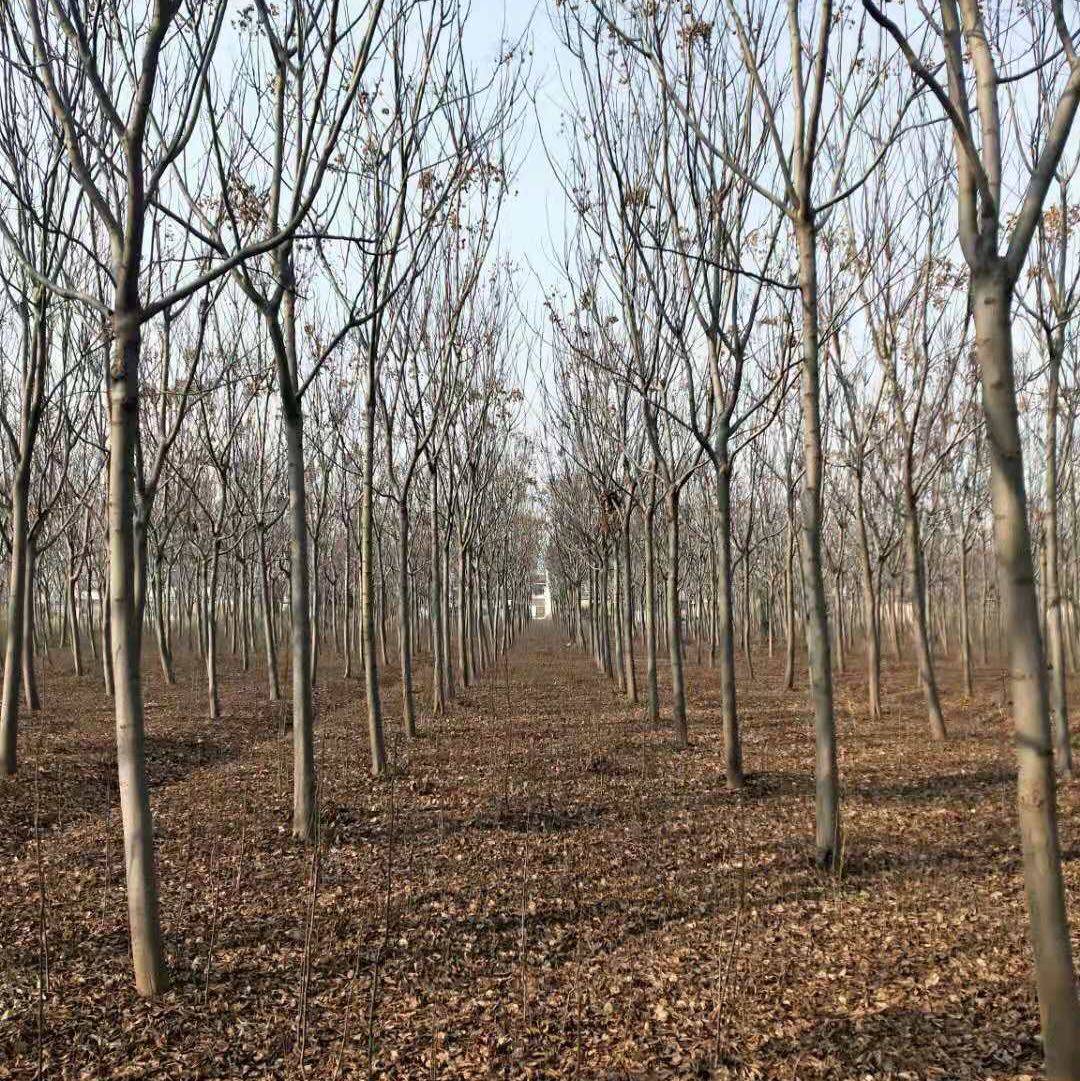 黄山栾树图片