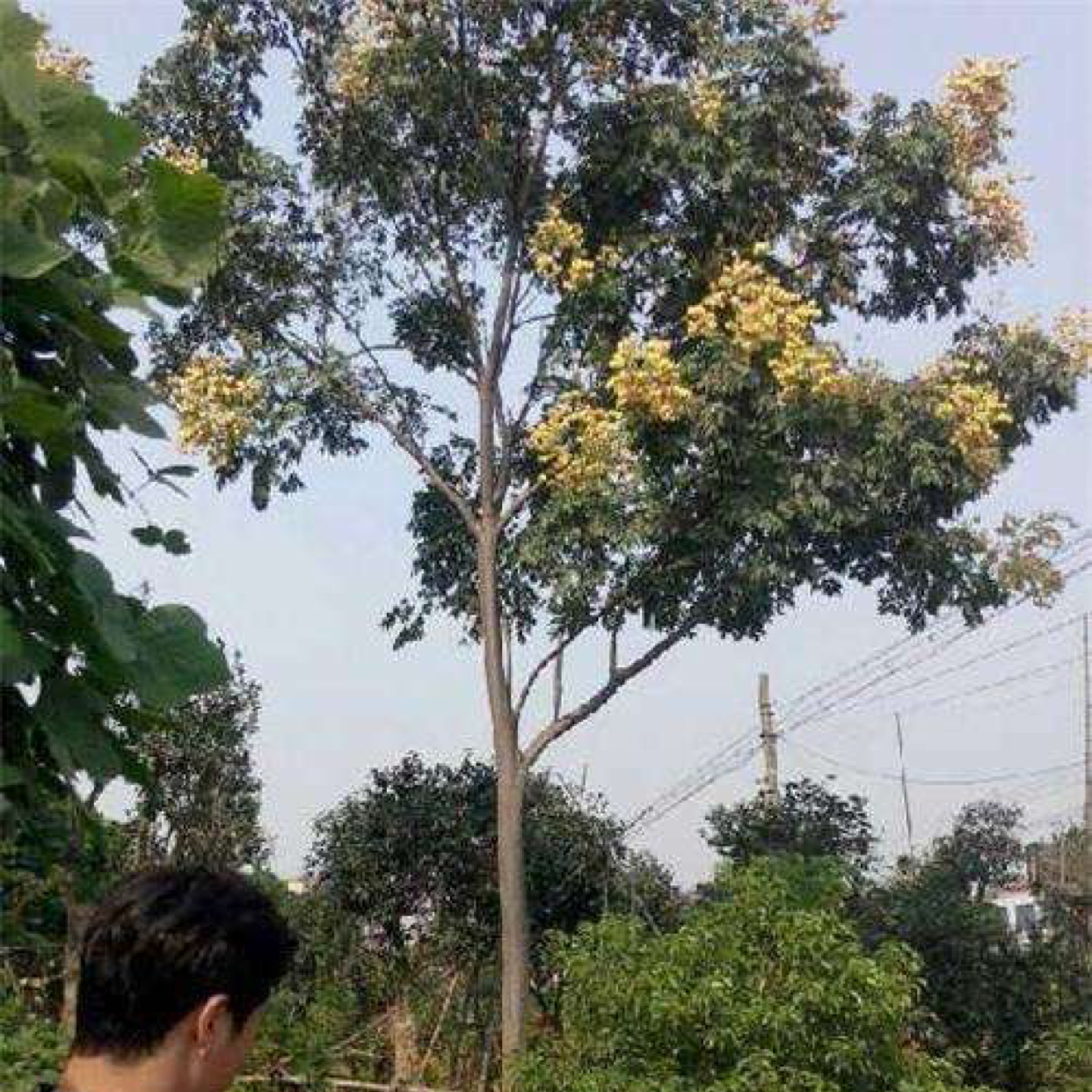 黄山栾树图片