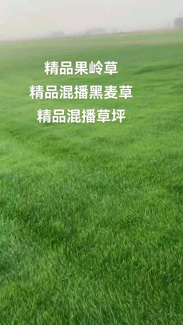 果岭草坪图片