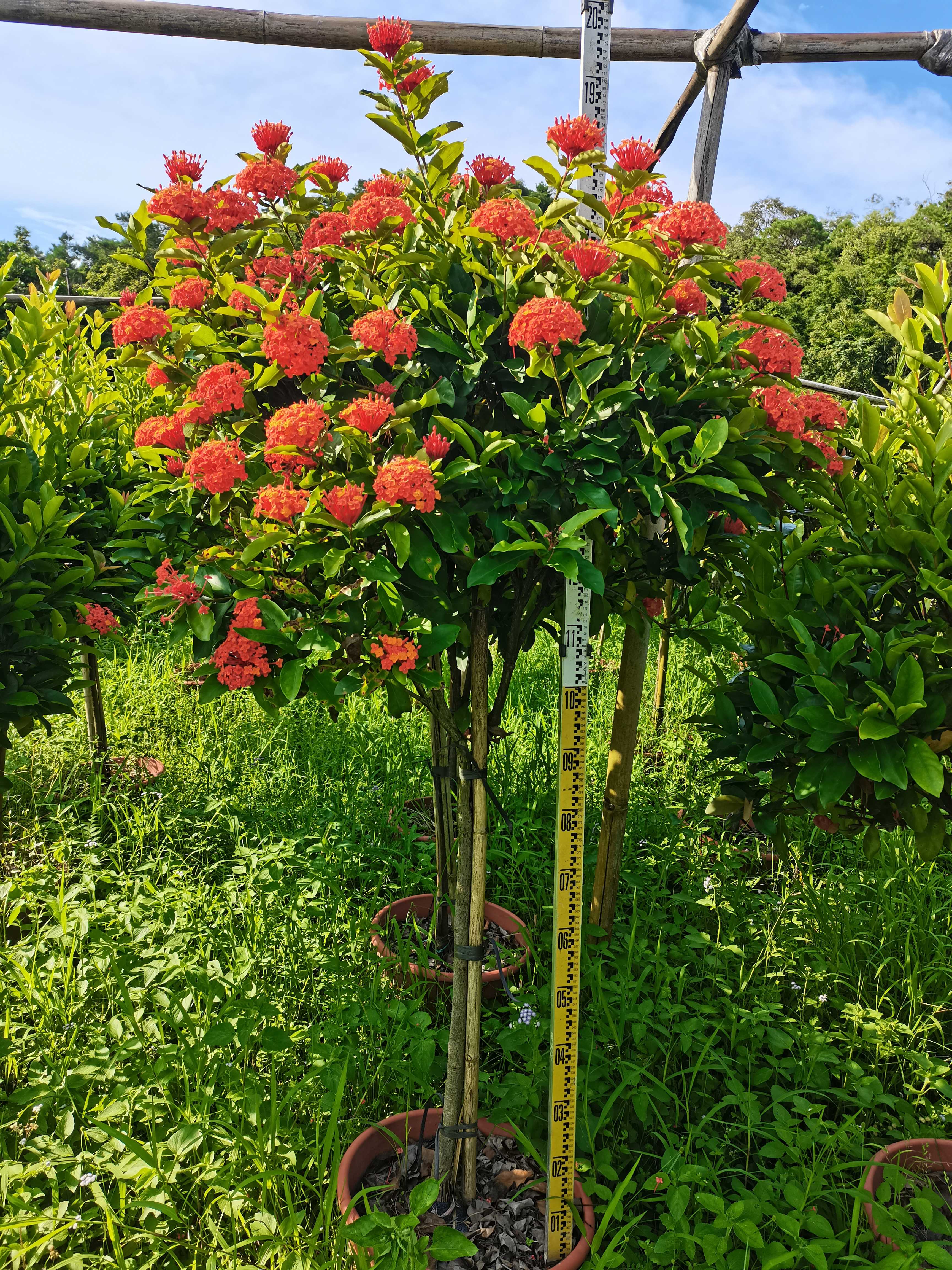 龙船花图片