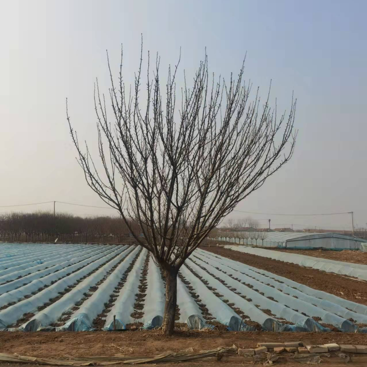 樱花图片