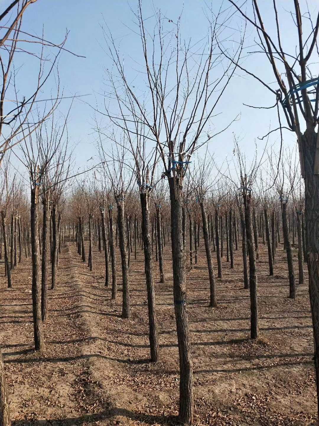 香花槐图片