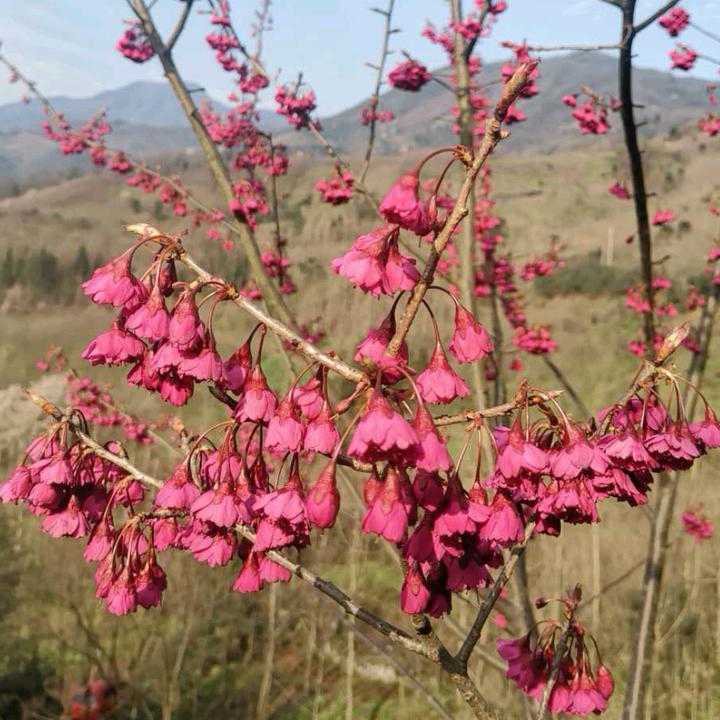 中国红樱花图片