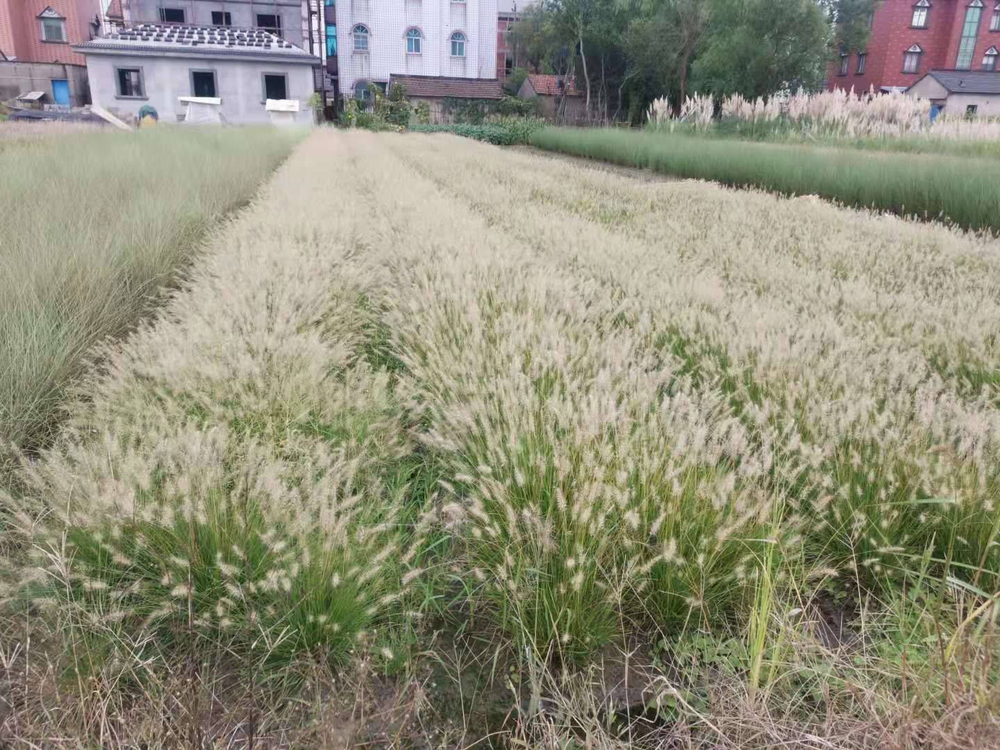 小兔子狼尾草图片