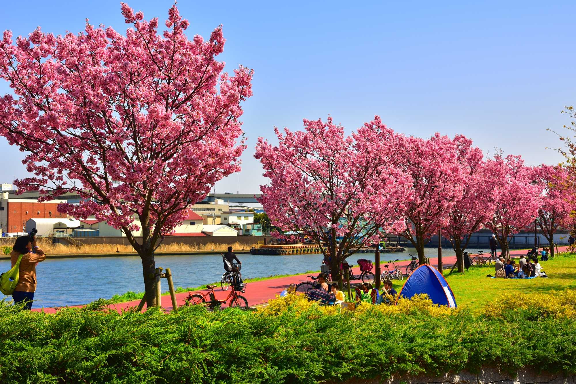 樱花(阳光樱)