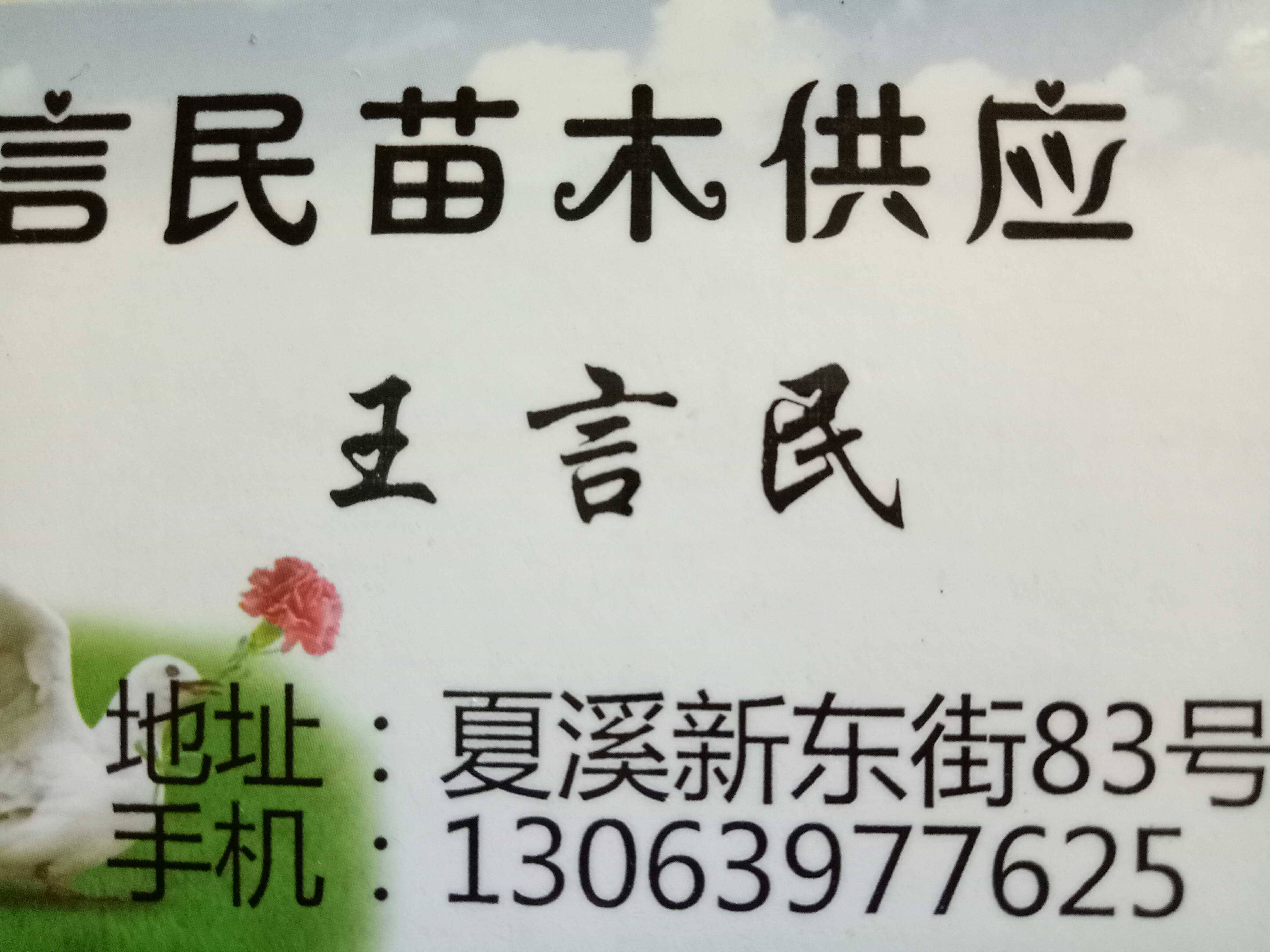 言民苗木供应图片