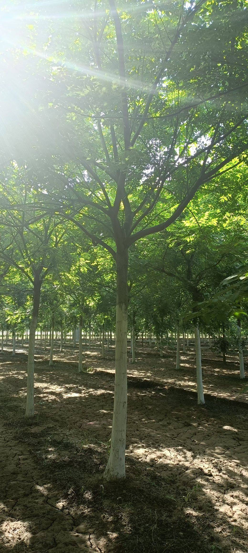 北京栾树图片