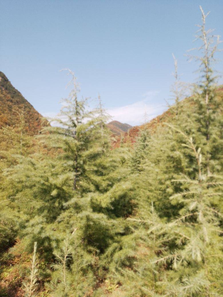 洛阳君山苗木基地图片