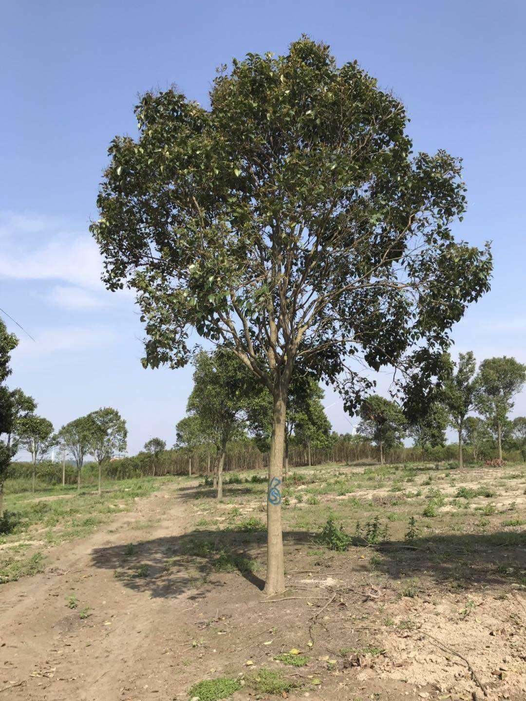 大叶女贞_胸径6cm_价格26元_夏溪花木网_夏溪花木市场官网