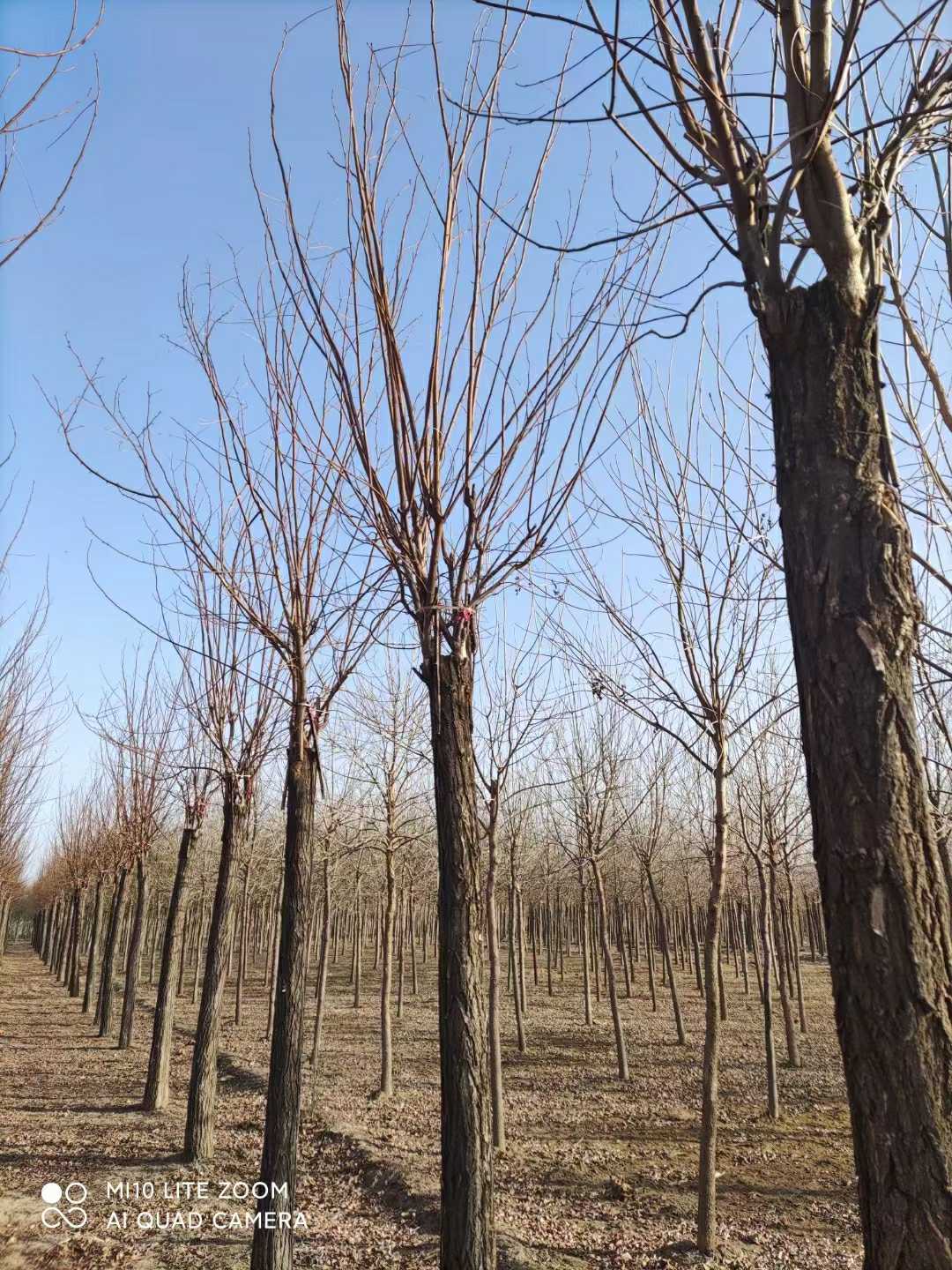 香花槐图片