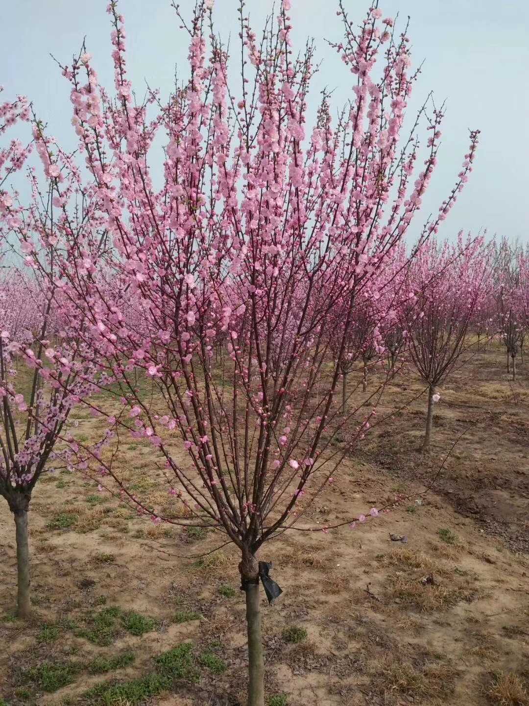 红梅图片