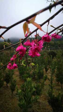 福建山樱花图片