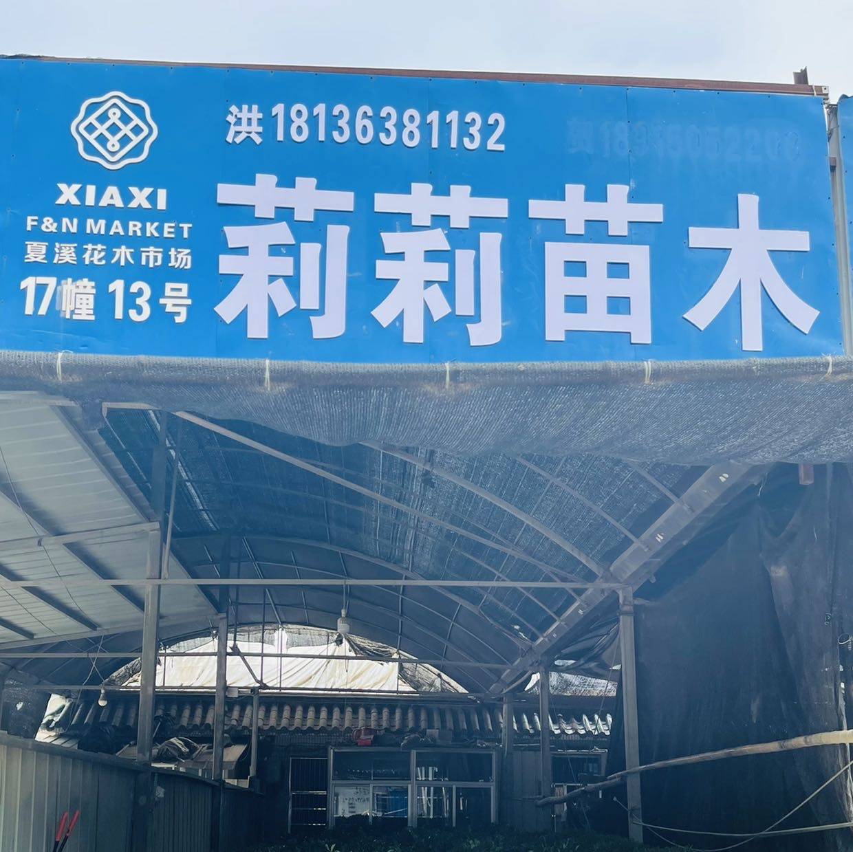 莉莉苗木
