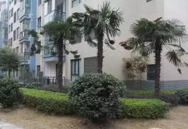 江苏邳州精品苗已成为苗圃育苗的主旋律，新建苗圃一律标准化、规模化种植经营