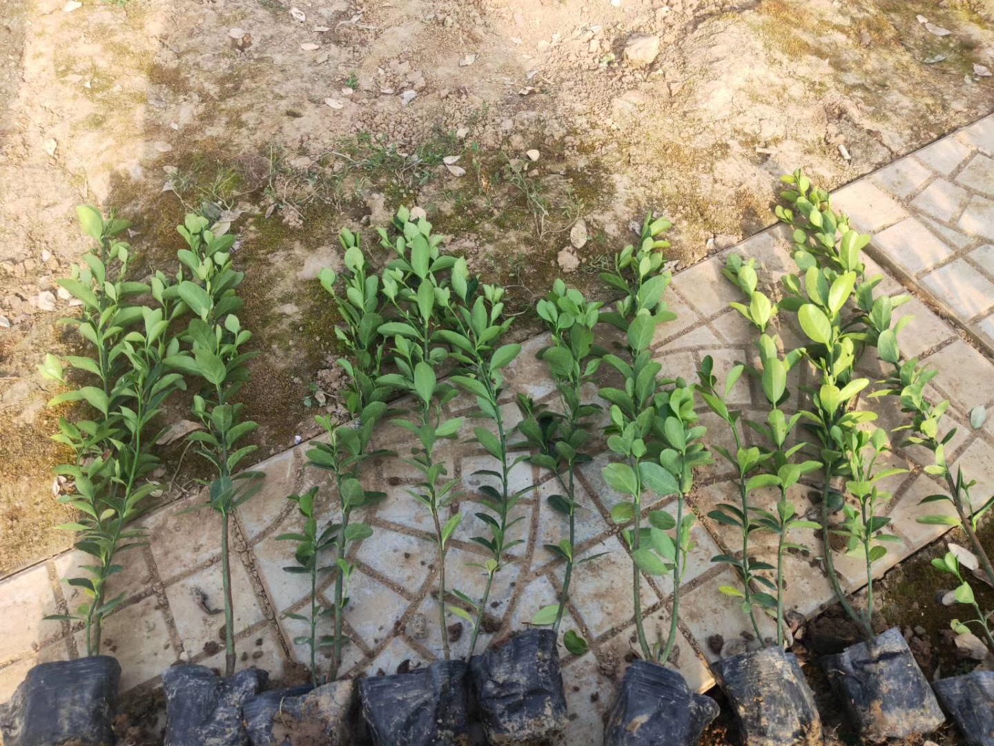 大叶黄杨图片