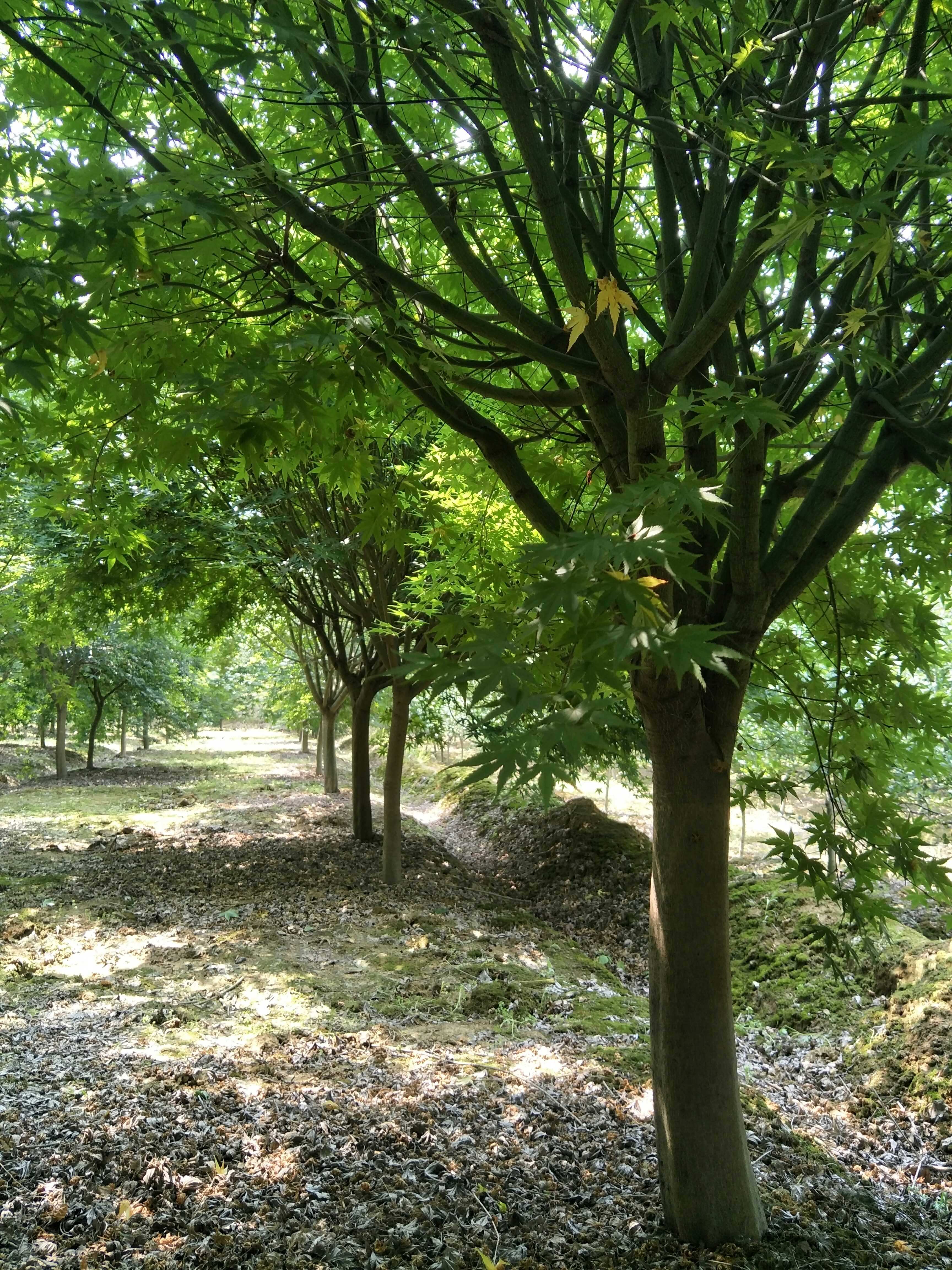 鸡爪槭图片
