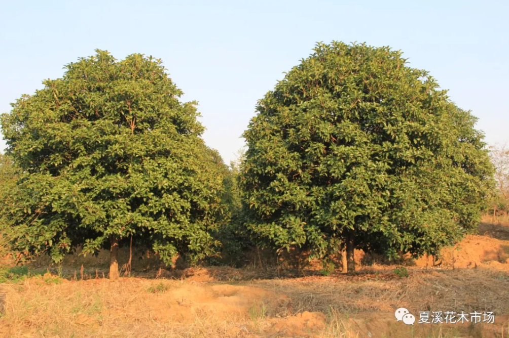 干货 | 如何做一个合格的苗圃管理者？