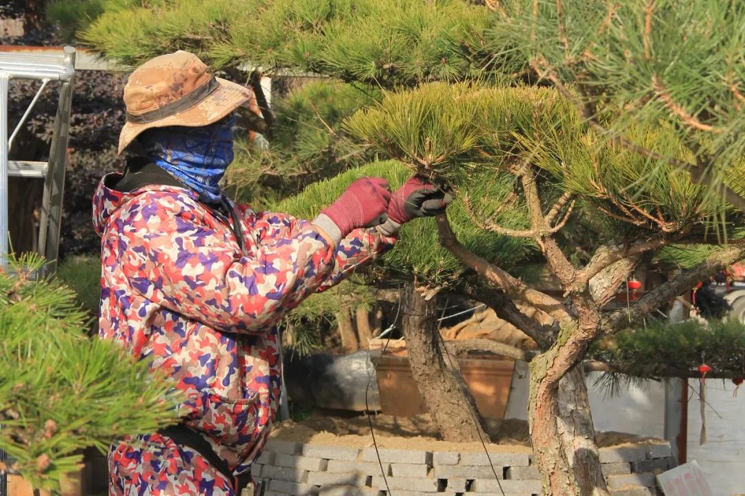 苗木养护丨抓住二月的尾巴，及时做好苗木养护