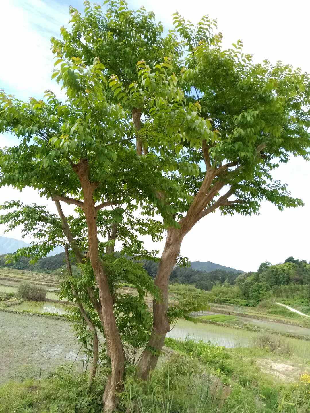 紫薇图片