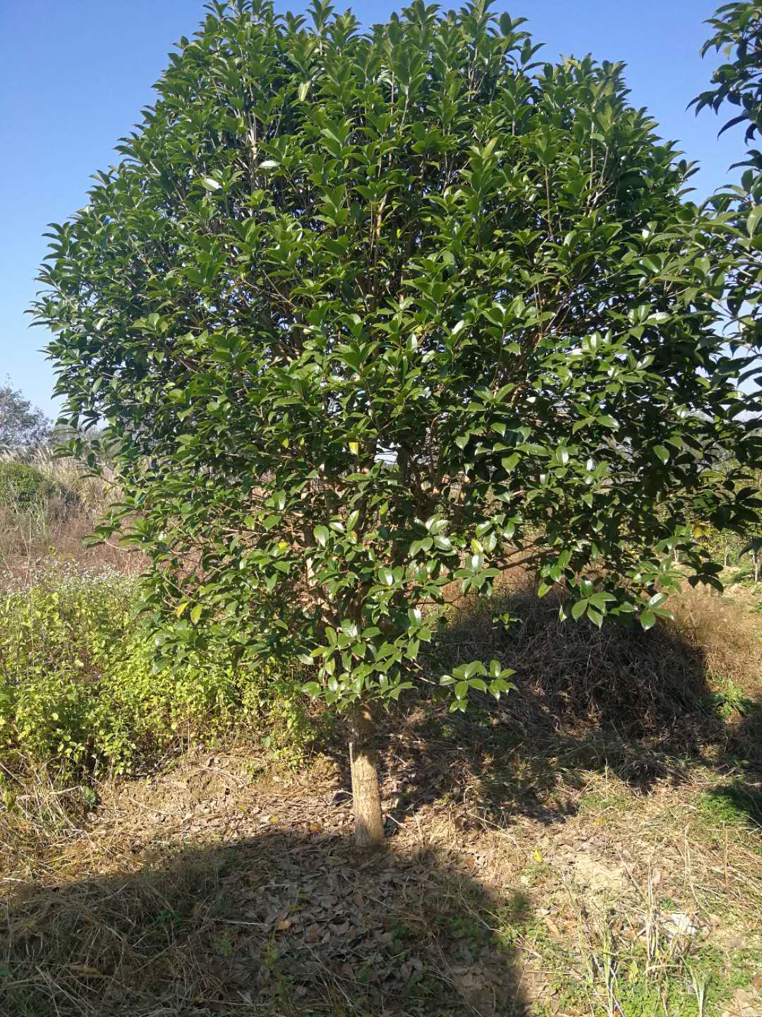 桂花图片