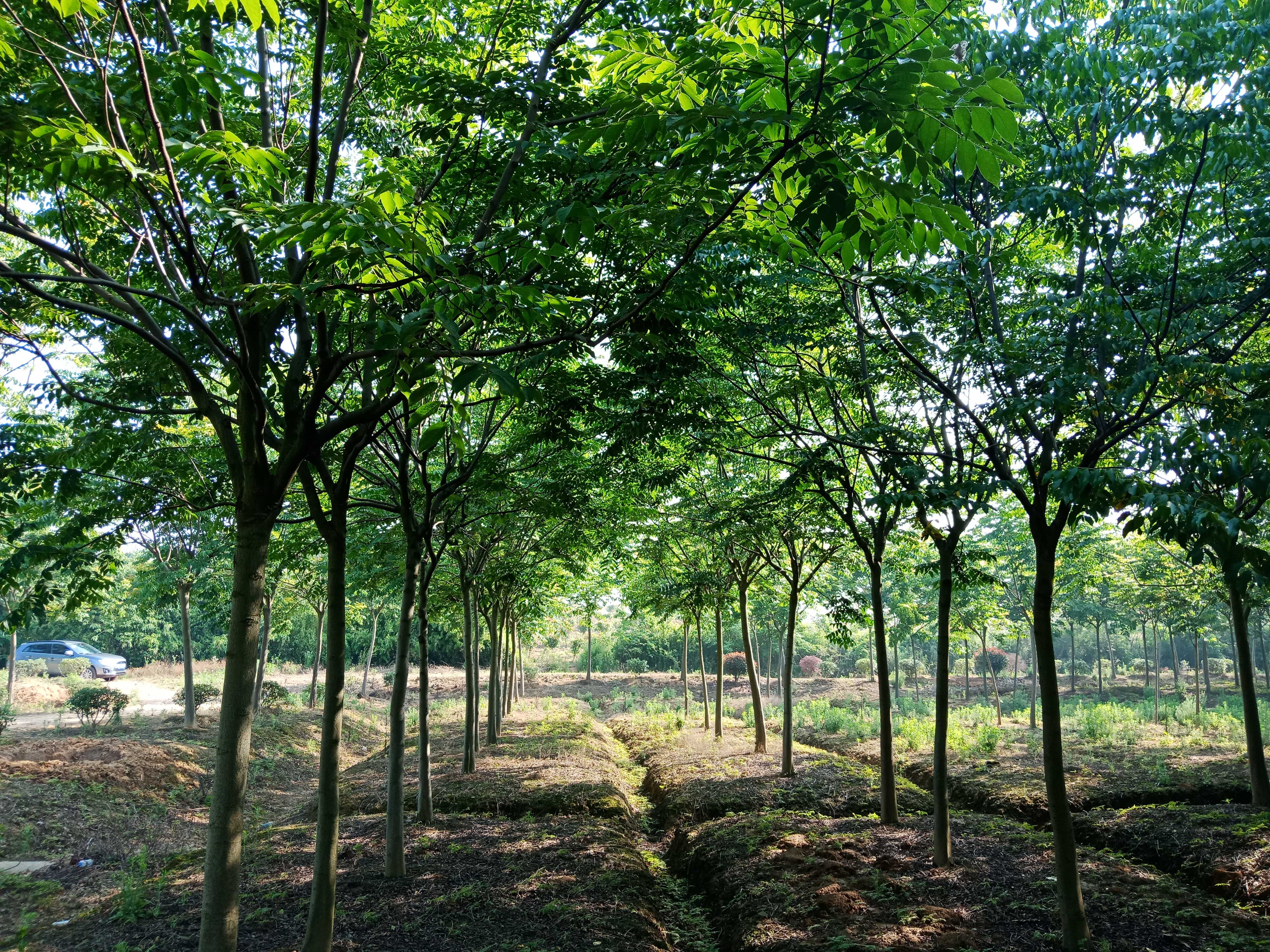 黄山栾树图片