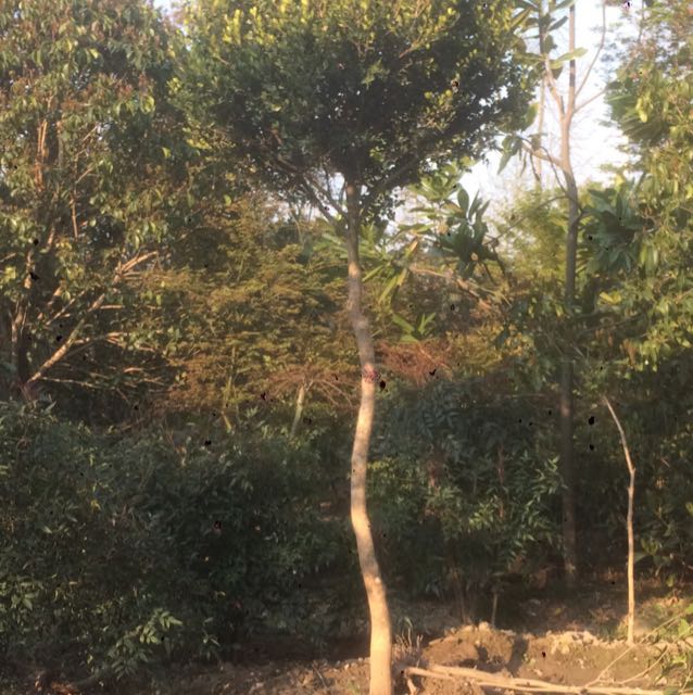 瓜子黄杨图片