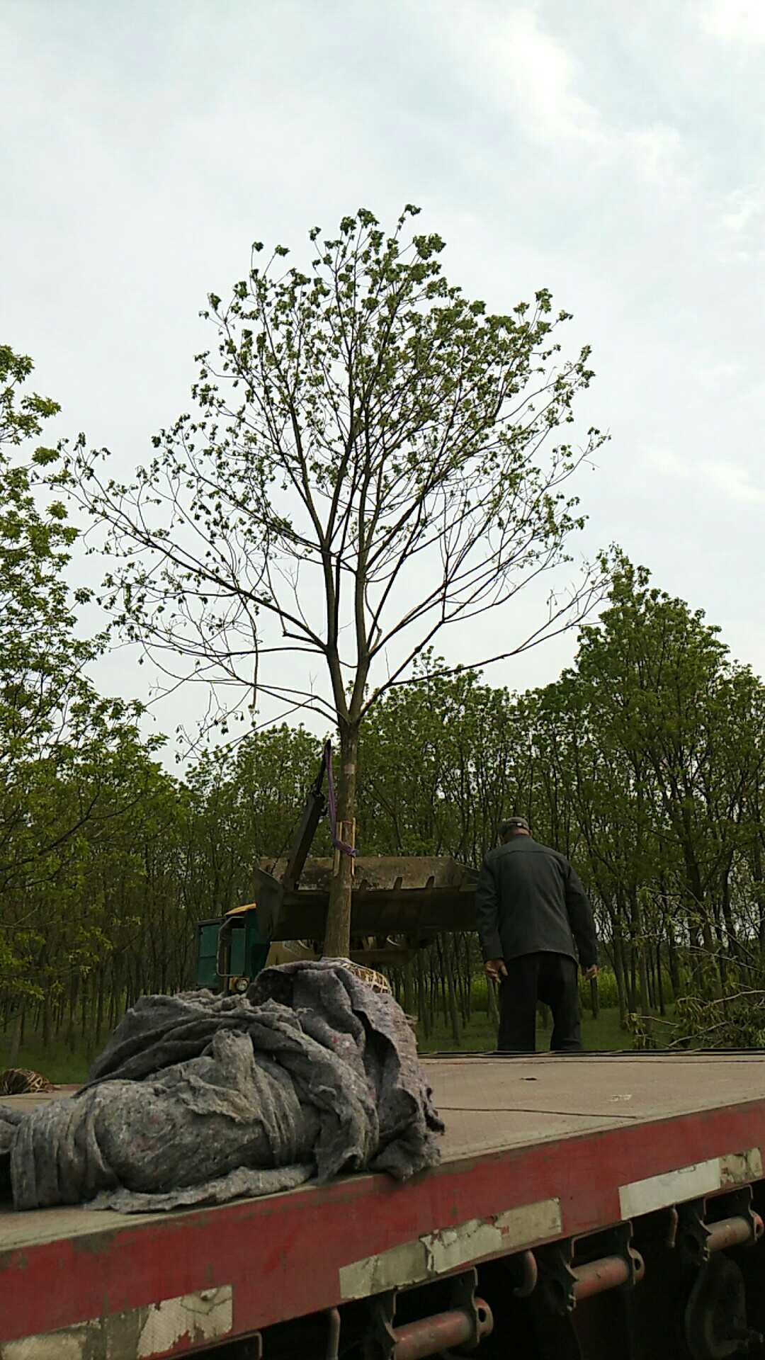 重阳木图片