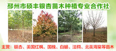 邳州市硕丰银杏苗木种植专业合作社图片