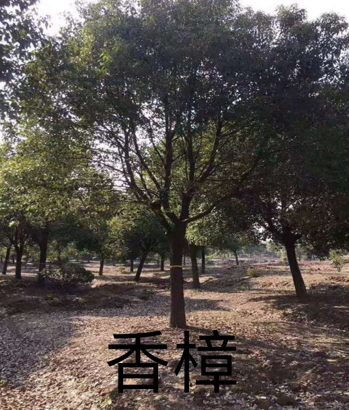 香樟图片