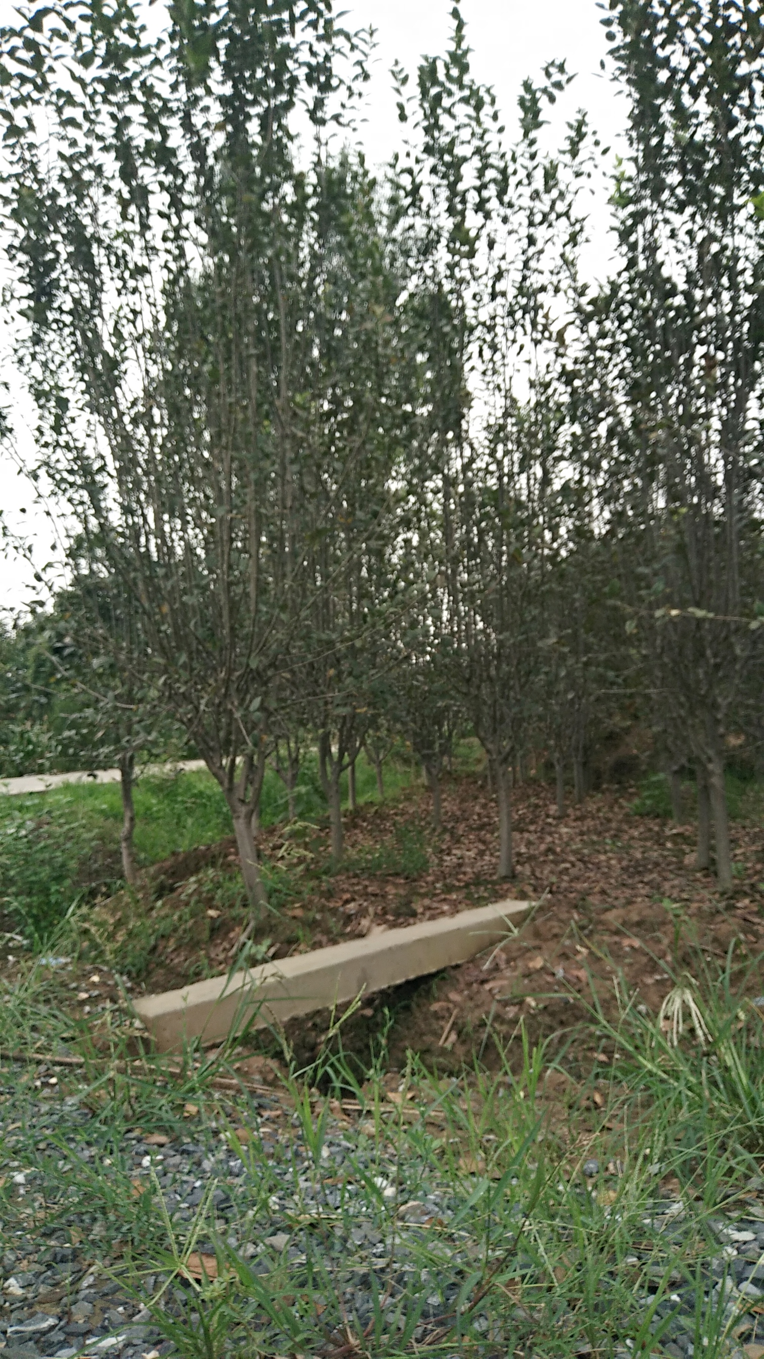 西府海棠图片