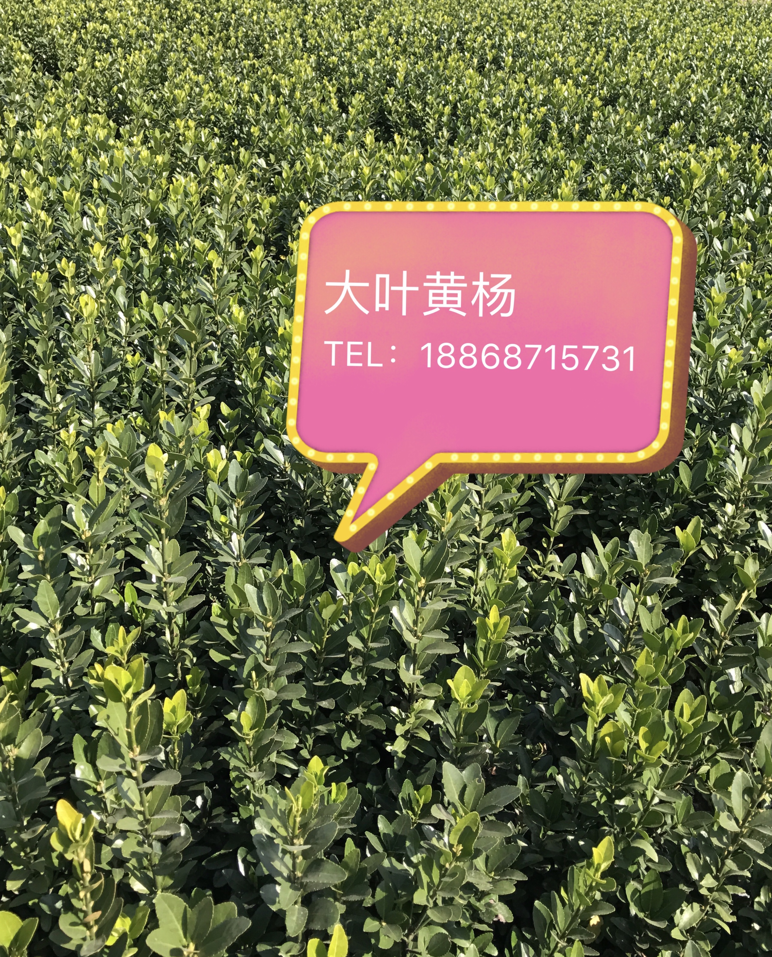 大叶黄杨图片