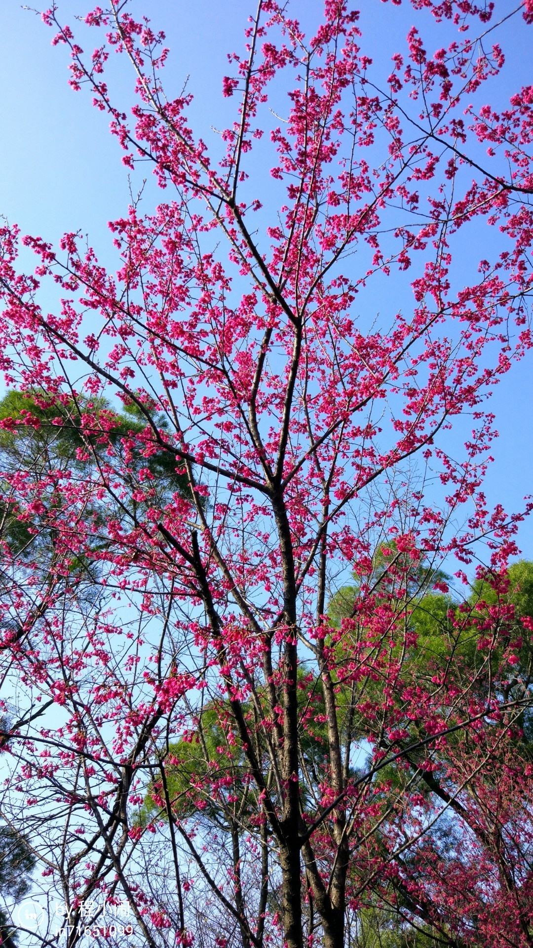 樱花图片