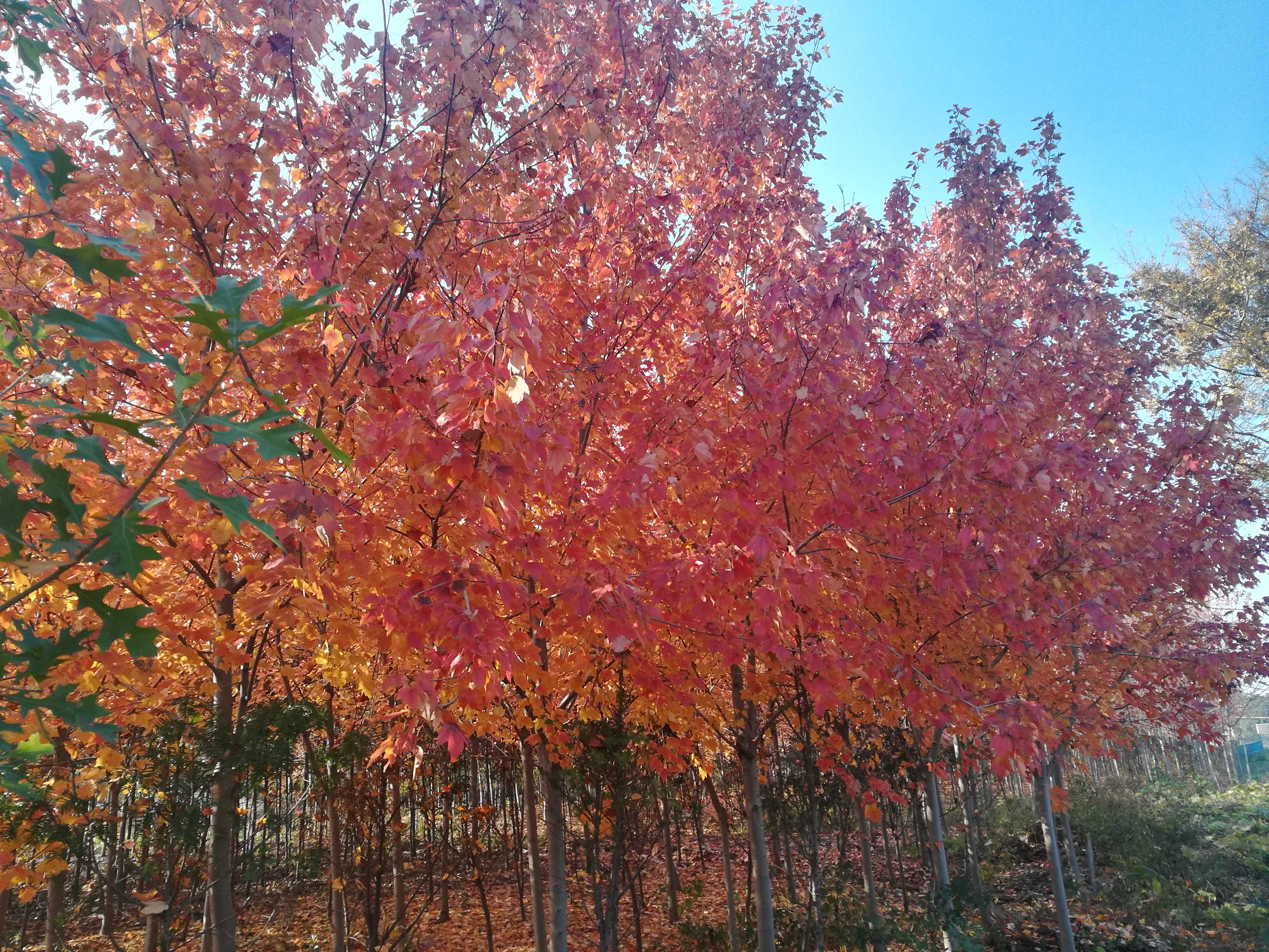 常州市五星色彩苗木场