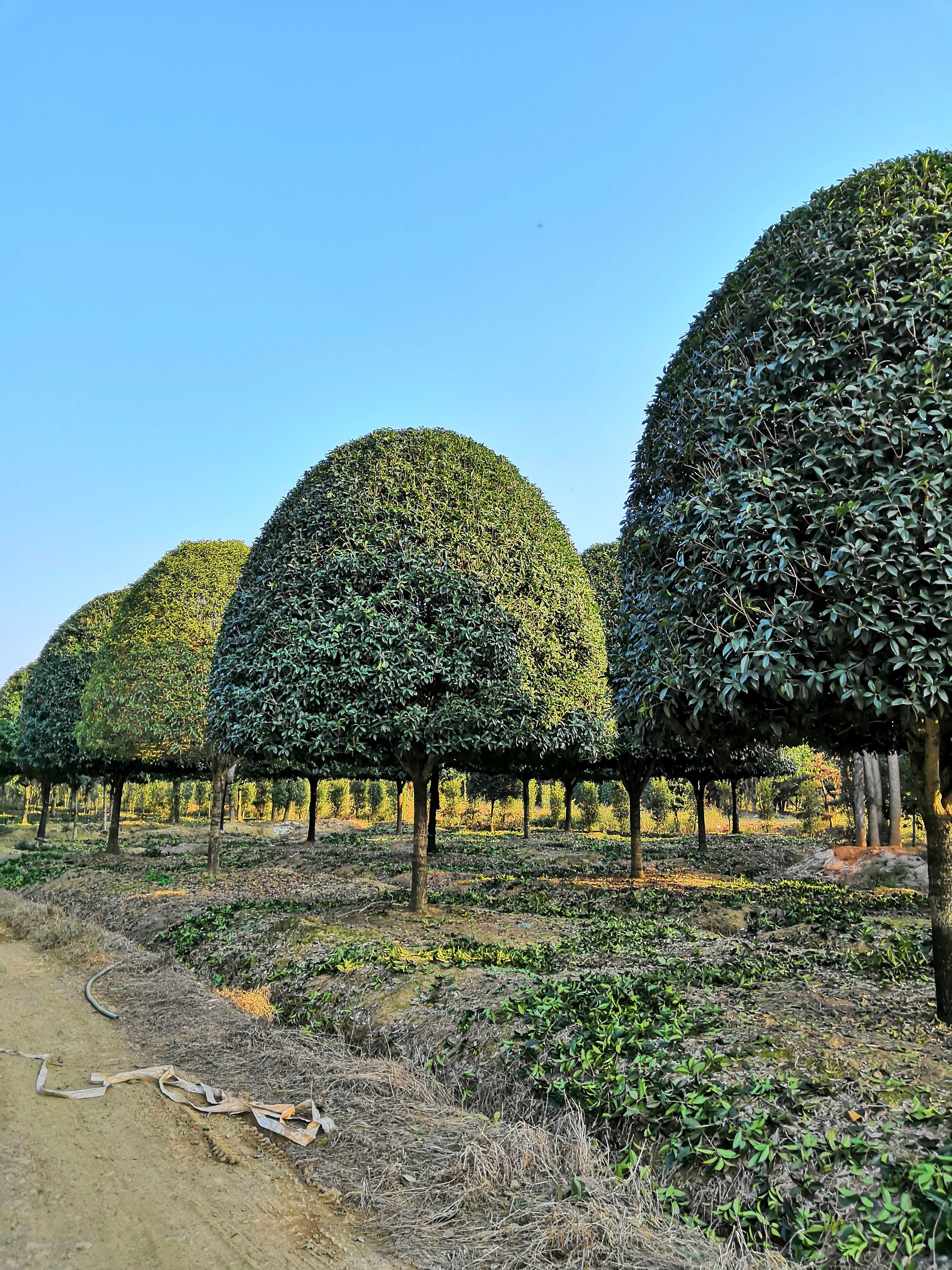 湖南省浏阳市柏加镇世纪园林苗圃图片