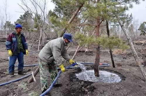 冬季的苗木为保证苗木安全越冬，应根据实际情况有选择的采取以下防寒措施