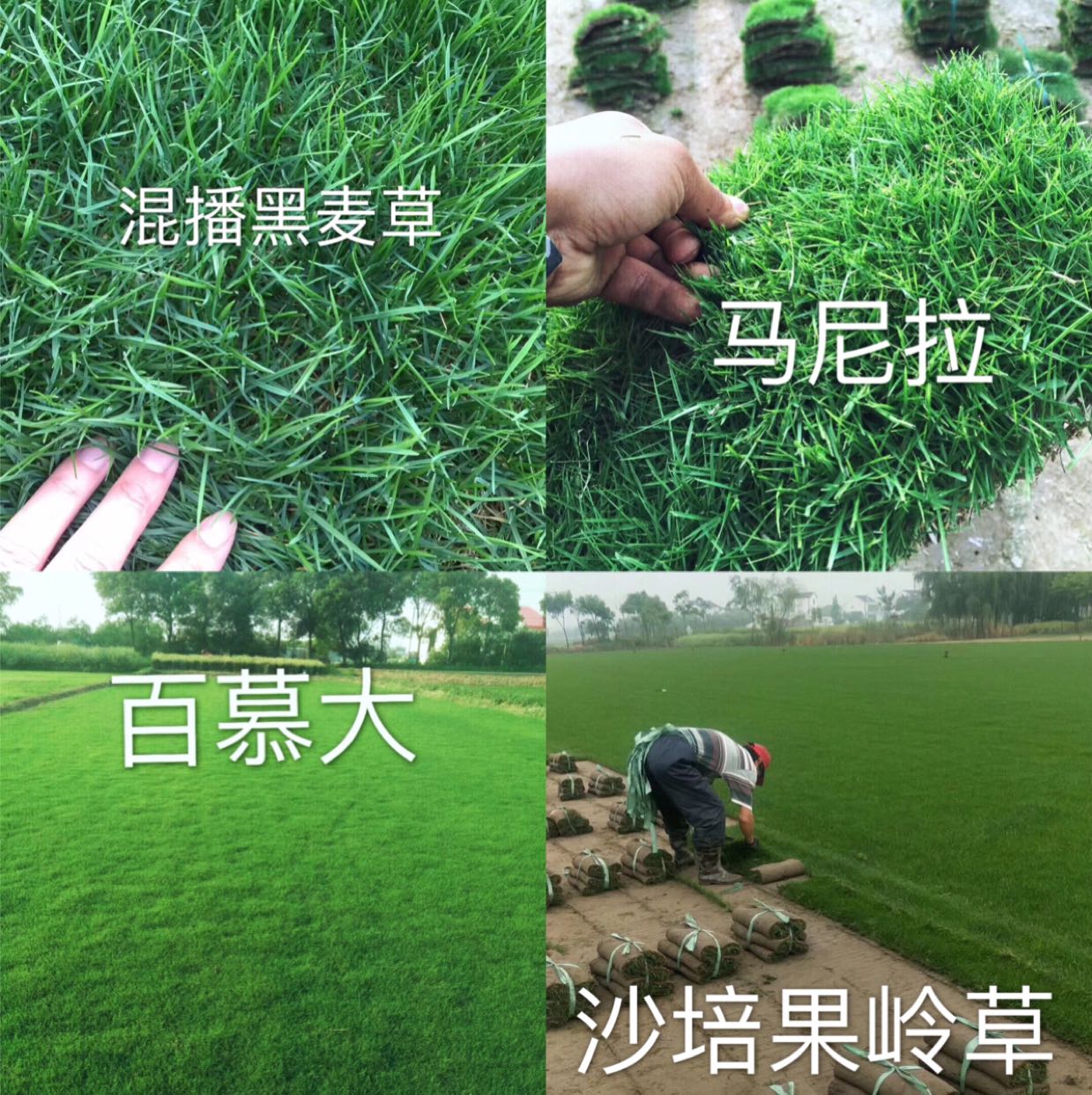 百慕大+黑麦草图片