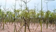 ​苗木种植的过程中如何提高苗木的存活率？以下十个方法保证苗木100%存活！